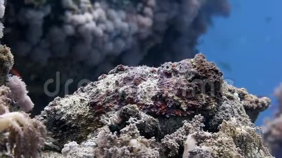 狮子鱼蝎子鱼在干净的水下视频的预览图
