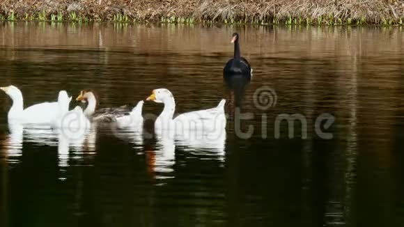 池塘上的一群白鹅和黑天鹅视频的预览图
