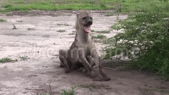 肯尼亚非洲热带草原野生动物哺乳动物视频的预览图