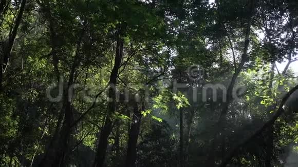 有阳光的森林视频的预览图