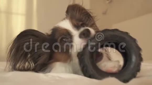 幼犬品种帕皮隆大陆玩具猎犬啃橡胶轮胎一个有趣的轮胎更换库存录像视频的预览图
