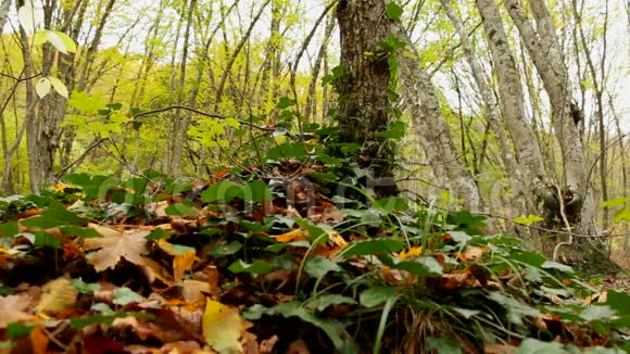 森林植物视频的预览图
