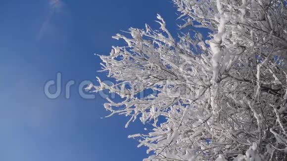 枯冻的榆树在冰枝上冬天白天雪在雪的阳光下阳光照耀着美丽的风景干树榆树视频的预览图