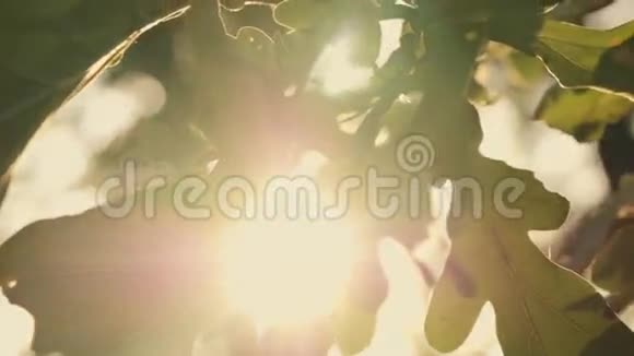 日落时绿橡树叶子视频的预览图