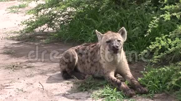 肯尼亚非洲热带草原野生动物哺乳动物视频的预览图