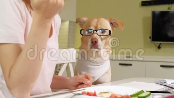 在餐桌前厨房里有只狗的女人早餐人与宠物的友谊视频的预览图