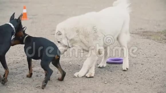 犬种阿拉拜白视频的预览图