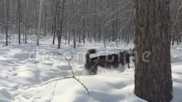 西伯利亚哈士奇在雪地里奔跑视频的预览图