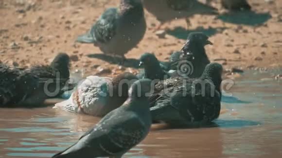 都市鸽子在运动雨后沐浴在水坑里生活方式鸽子在水中的水坑里洗澡夏天慢视频的预览图