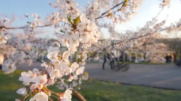 一棵开着花的樱桃树的枝条开着美丽的粉红色的花浅的景深视频的预览图