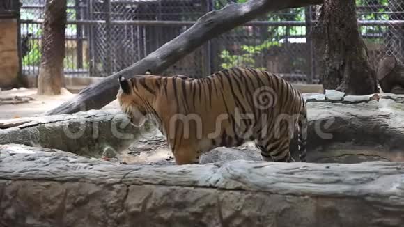 老虎站在动物园里视频的预览图