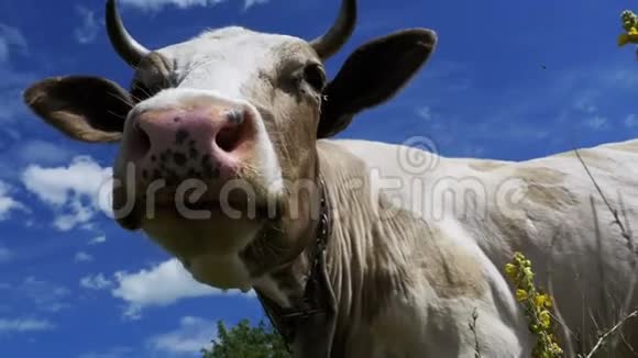 美丽的灰白牛在天空背景和嗅相机视频的预览图