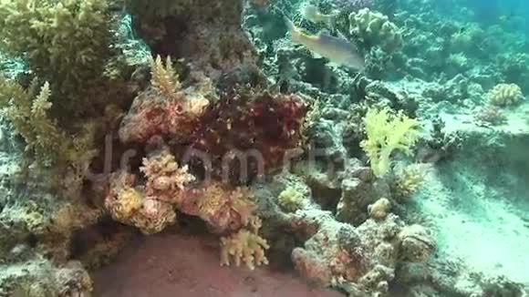 珊瑚礁上的章鱼视频的预览图