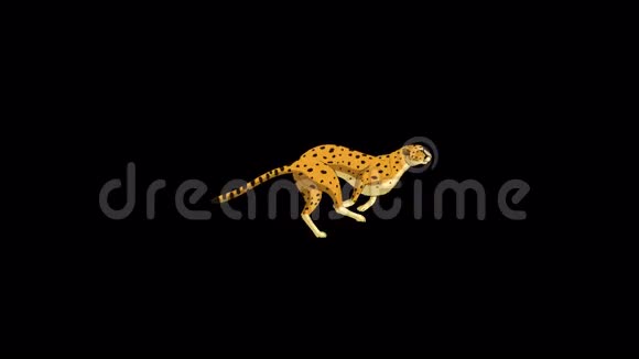 跑猎豹经典迪斯尼风格的UHD动画与阿尔法频道视频的预览图