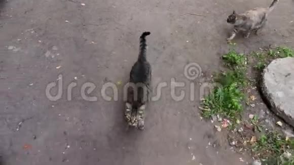 院子里无家可归的猫视频的预览图