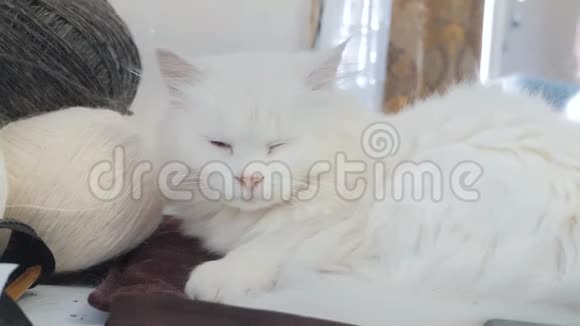 老白猫的生活方式睡在桌子旁边的球编织坐在旁边的老白猫视频的预览图