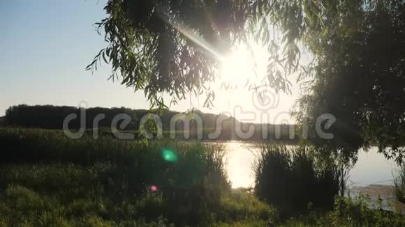 池塘生活方式与芦苇自然野生日落景观阳光有芦苇的湖泊大自然俄罗斯视频的预览图