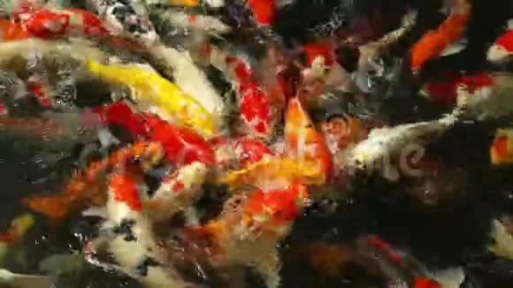 池塘里的锦鲤鱼吃视频的预览图