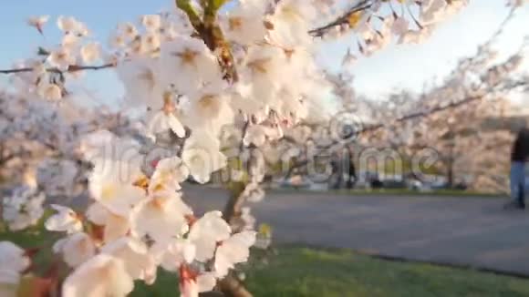 一棵开着花的樱桃树的枝条开着美丽的粉红色的花浅的景深视频的预览图