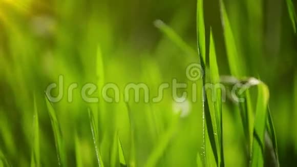 清晨清新的绿色春草草坪明亮的活力自然季节背景视频的预览图