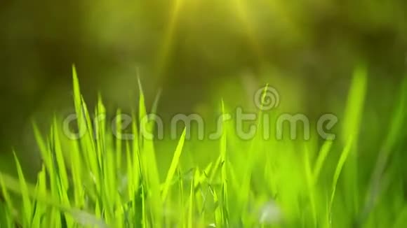 清晨清新的绿色春草草坪明亮的活力自然季节背景视频的预览图