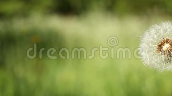 蒲公英在绿色的草地上吹球视频的预览图