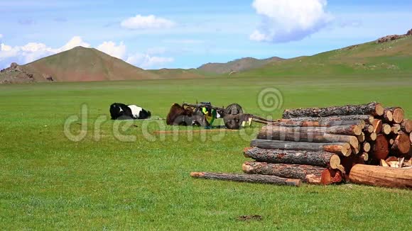 蒙古草原上放牧的动物视频的预览图