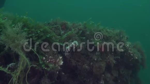 新西兰海底清澈海底背景下独特的美丽鱼类视频的预览图