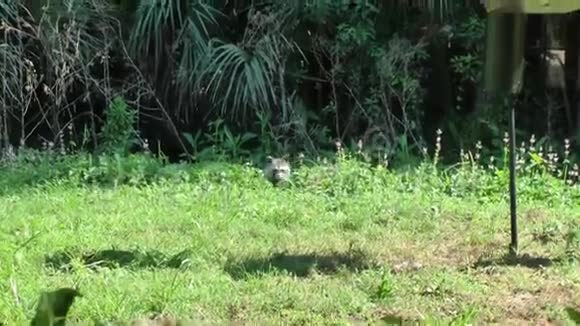 浣熊在草地上挖食物视频的预览图