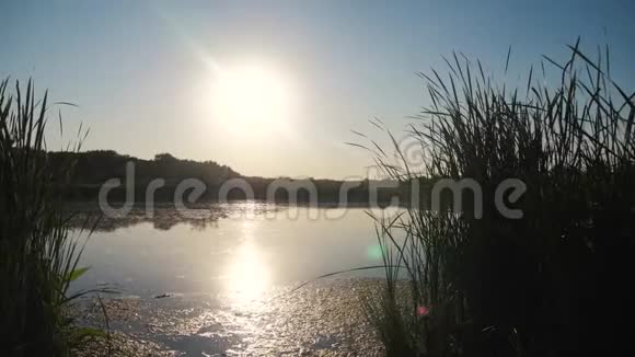 池塘有芦苇自然野日落景观阳光带芦苇的湖泊生活方式俄罗斯自然视频的预览图