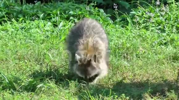 浣熊在草地上挖食物视频的预览图