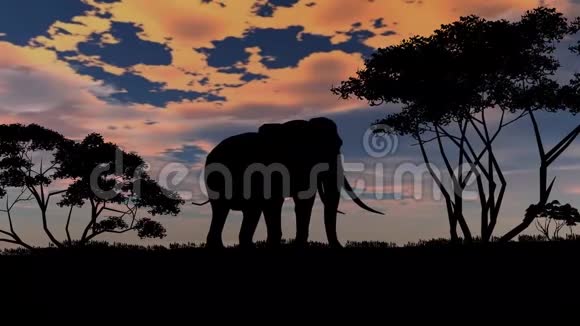 日落背景上的大象傻瓜视频的预览图