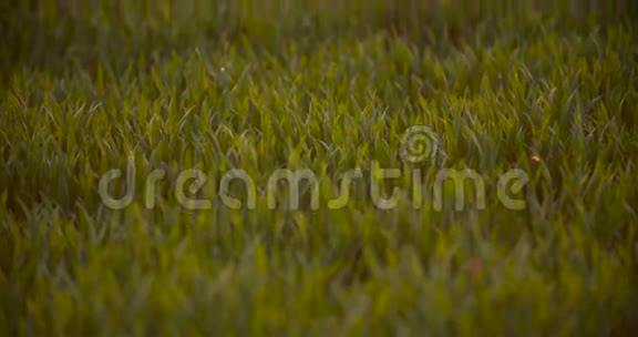 早青小麦栽培地视频的预览图