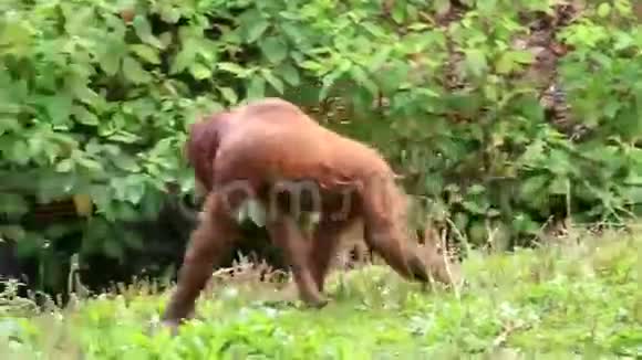 婆罗洲猩猩视频的预览图