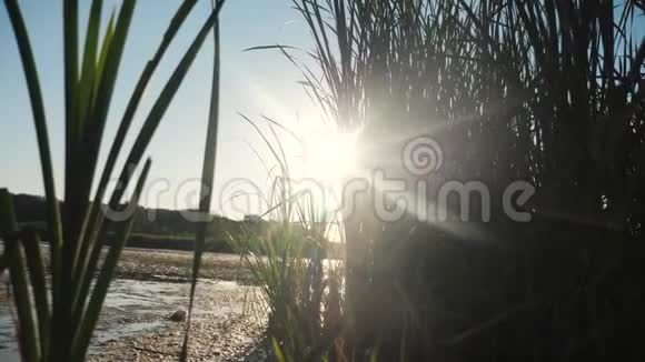 池塘有芦苇自然野日落景观阳光湖泊生活方式与芦苇的自然俄罗斯湖面日落视频的预览图