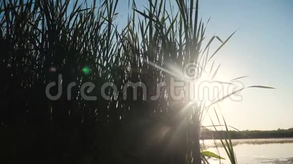 池塘有芦苇自然野日落景观阳光有芦苇的湖是俄罗斯的自然湖边生活方式的日落视频的预览图