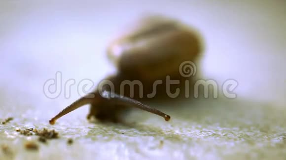 在沥青上爬满褐色外壳的蜗牛视频的预览图