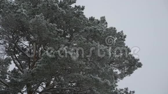 冬天下雪在圣诞公园里下雪了美丽的冬季景观冬季森林在森林里视频的预览图