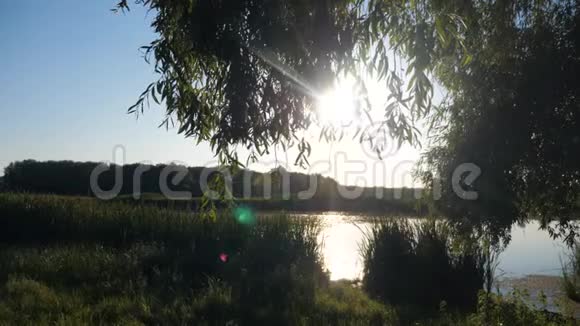 池塘有芦苇的生活方式大自然野生日落景观阳光有芦苇的湖泊大自然俄罗斯视频的预览图