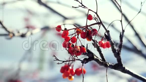 罗文枝红色浆果冬季美丽的自然雪在蓝色背景与强烈的耀斑效应视频的预览图