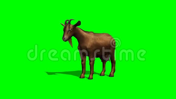 山羊站立环顾四周绿色屏幕视频的预览图