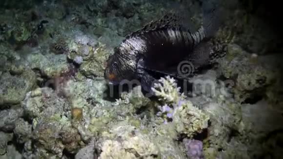 赤海海底的斑纹毒鱼鱼视频的预览图