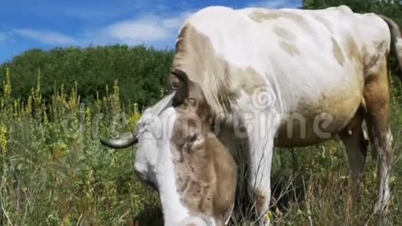 灰色和白色的牛在草地上放牧在天空背景上闻到相机的味道慢动作视频的预览图