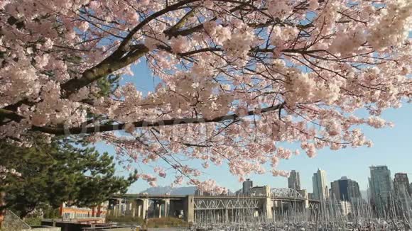 多莉拍摄了温哥华城市景观的Blossoms视频的预览图