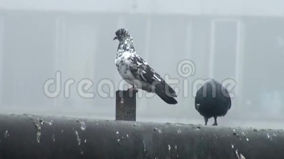 两只野鸽子坐在管子上视频的预览图