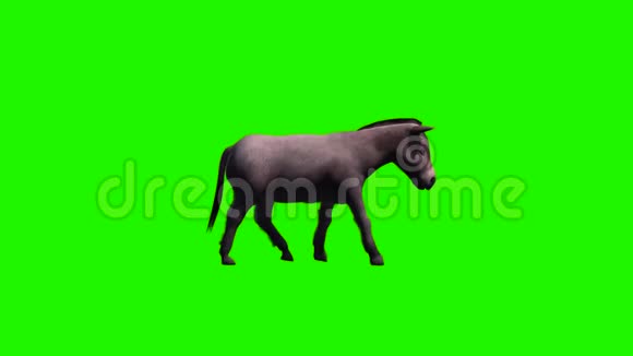 驴子走没有阴影绿色屏幕视频的预览图
