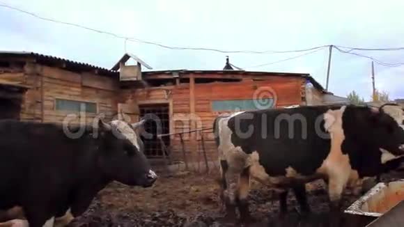 牧场上的奶牛和猪视频的预览图