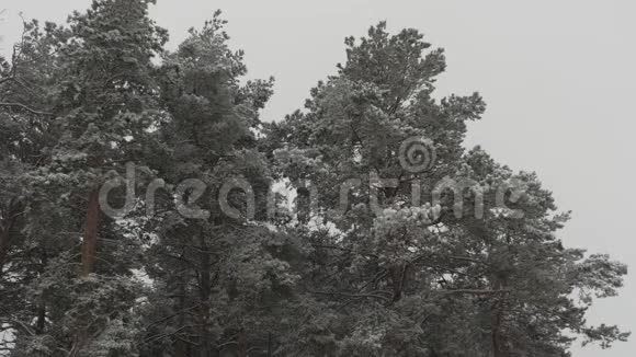 在圣诞公园里下雪了美丽的冬季景观冬季森林冬天森林里下雪视频的预览图