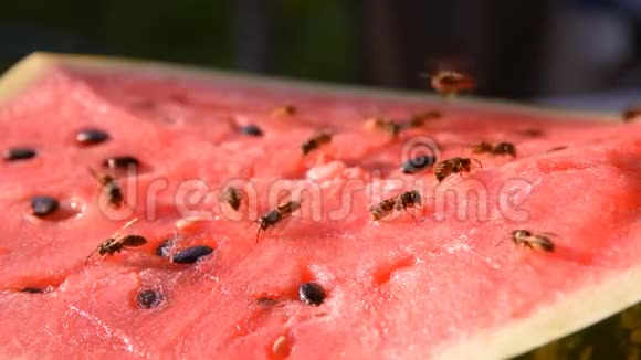 胡蜂吃多汁的红色鲜切西瓜视频的预览图