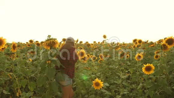 农民妇女在向日葵田用平板电脑检查盛开的向日葵女农学家正在研究视频的预览图